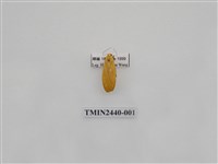 藏品(巨橙苔蛾)的圖片